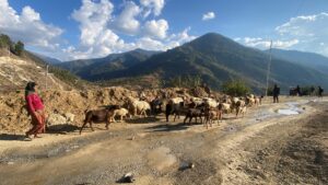 Sheep jumla (59) (1)